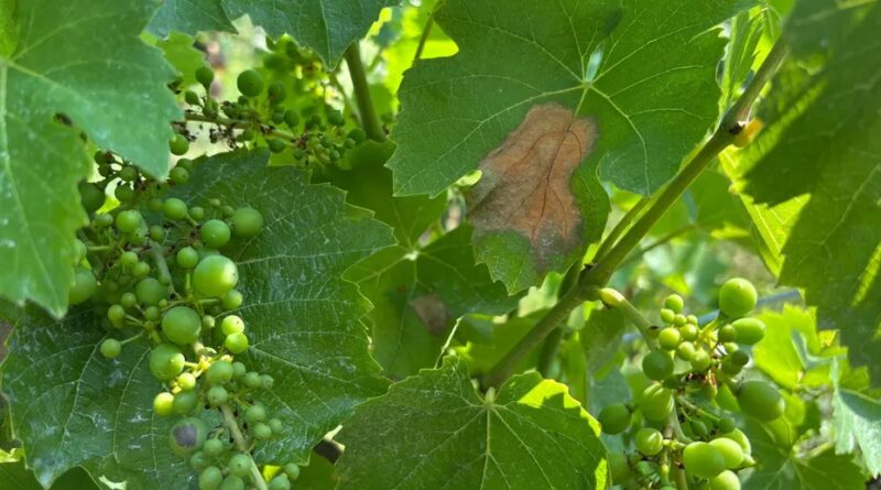 Stress thermique et coups de soleil : les vignes aussi redoutent la canicule