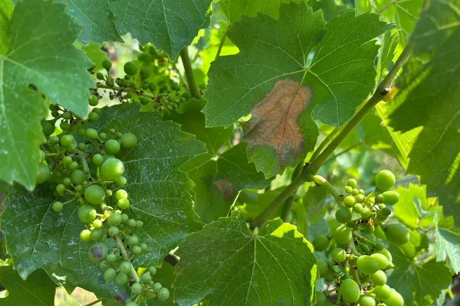 Stress thermique et coups de soleil : les vignes aussi redoutent la canicule