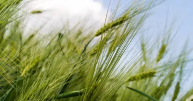 TARN. Face au climat qui change, les éleveurs d’Occitanie s’adaptent