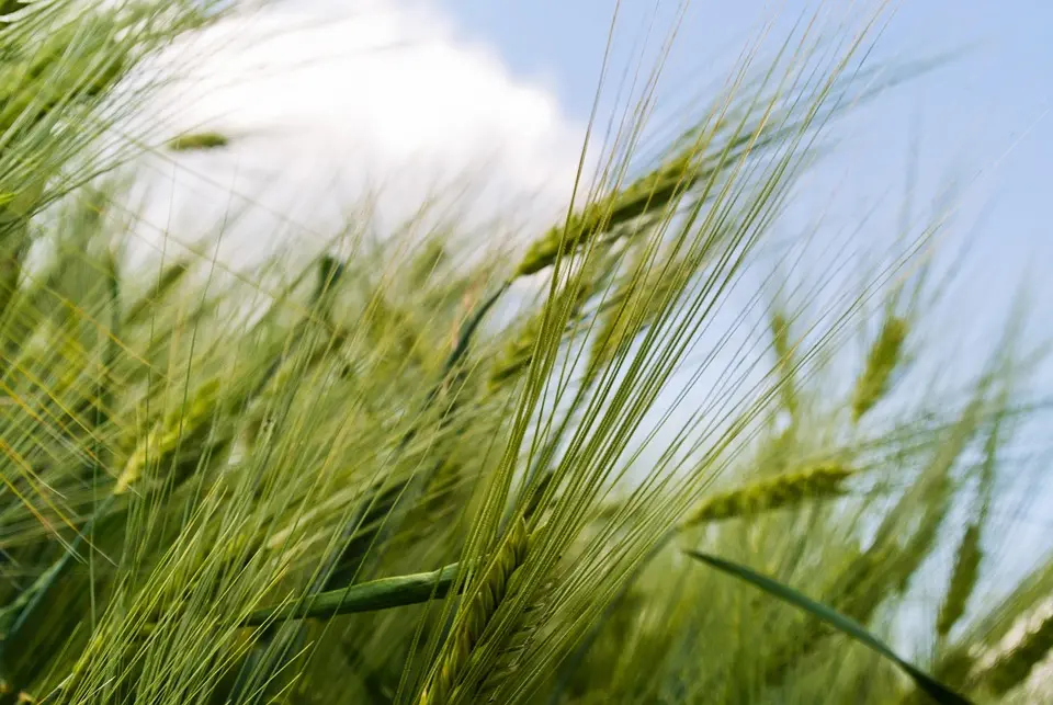 TARN. Face au climat qui change, les éleveurs d’Occitanie s’adaptent