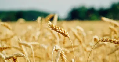 TFM : Le Centre Agropastoral intégré prend forme – Actualite.cd