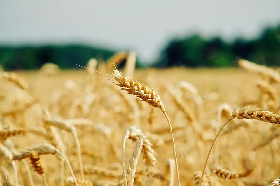 TFM : Le Centre Agropastoral intégré prend forme – Actualite.cd