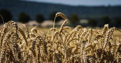Technologies innovantes : Optimiser la gestion agricole