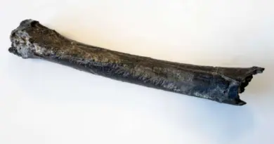 Toumaï : ce fossile qui remet en question l’histoire de l’humanité