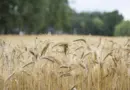 Transmission-installation, accès au foncier : des chargés de mission en appui aux agriculteurs – La Gazette des Communes