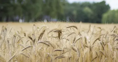 Transmission-installation, accès au foncier : des chargés de mission en appui aux agriculteurs – La Gazette des Communes