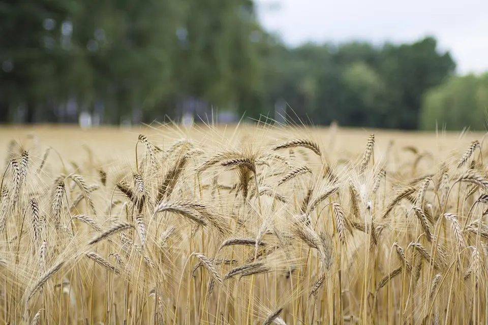 Transmission-installation, accès au foncier : des chargés de mission en appui aux agriculteurs – La Gazette des Communes
