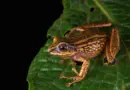 Trois nouvelles espèces de grenouilles découvertes au Pérou