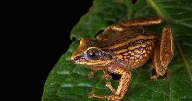 Trois nouvelles espèces de grenouilles découvertes au Pérou