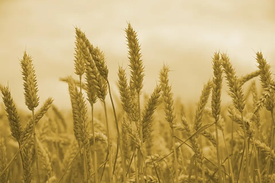 Un plan à « 50 millions d’euros » pour les filières agricoles adaptées au changement climatique autour de la Méditerranée