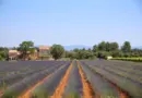 VIDÉO Calogero interprète la chanson « 10 » avec des élèves de l’École Du Domaine Du Possible à Arles