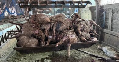 VIDÉO. « Il n’y a plus vraiment d’abri », une soixantaine de brebis tuées par une attaque de loups dans une bergerie