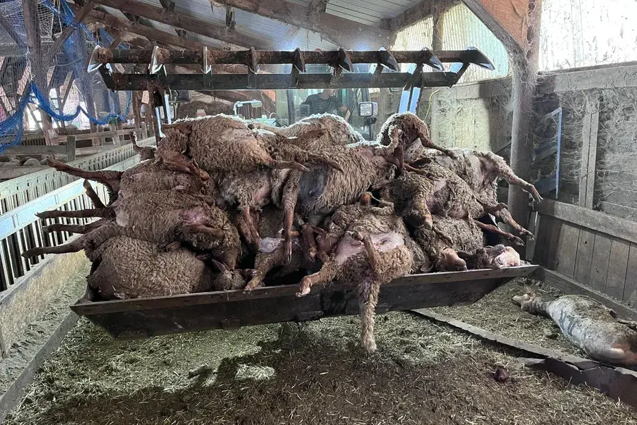 VIDÉO. « Il n’y a plus vraiment d’abri », une soixantaine de brebis tuées par une attaque de loups dans une bergerie