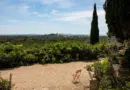Vaucluse : une nouvelle fusillade fait trois blessés à Avignon – Actu.fr