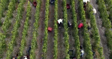 « Vendanges de la honte » : trois personnes condamnées pour traite d’êtres humains