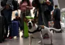 Voici les 24 compagnies aériennes qui autorisent les chiens en cabine