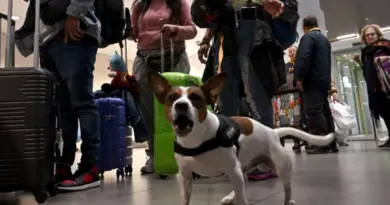 Voici les 24 compagnies aériennes qui autorisent les chiens en cabine