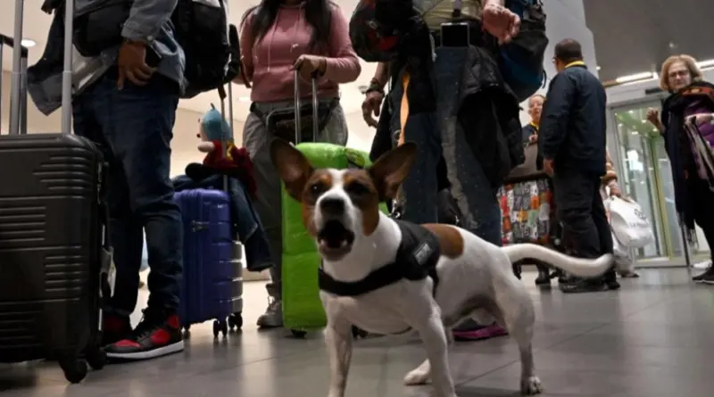 Voici les 24 compagnies aériennes qui autorisent les chiens en cabine