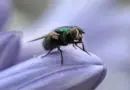 Voici pourquoi les États-Unis prévoient d’élever des mouches en masse et… de les larguer par avion