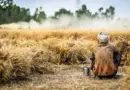 Vosges. L’agrivoltaïque, une pratique qui a de l’avenir selon la chambre d’agriculture – Vosges Matin