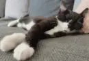 Votre chat dort toujours sur le côté gauche ? C’est normal explique cette étude scientifique