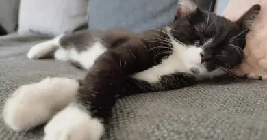 Votre chat dort toujours sur le côté gauche ? C’est normal explique cette étude scientifique