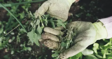 d’agriculture technologique : des opportunités de carrière prometteuses dans l’ère moderne