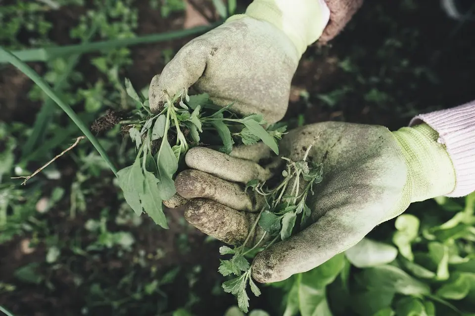 d’agriculture technologique : des opportunités de carrière prometteuses dans l’ère moderne