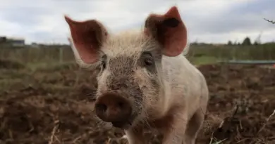 Agriculture : les prémices d’une filière dédiée aux poules pondeuses