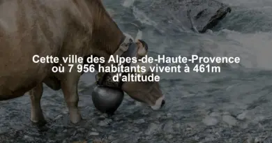 Cette ville des Alpes-de-Haute-Provence où 7 956 habitants vivent à 461m d’altitude