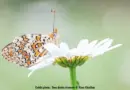 15 ans de Carrés Biodiversité : quels enseignements pour la biodiversité landaise ?