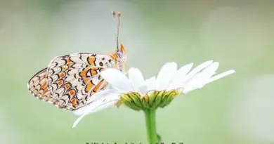 15 ans de Carrés Biodiversité : quels enseignements pour la biodiversité landaise ?