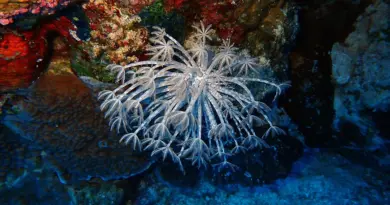 Nouvelle-Calédonie, Nouméa, lagoon, reef, beach, island, Kanak, nature, landscape, coral