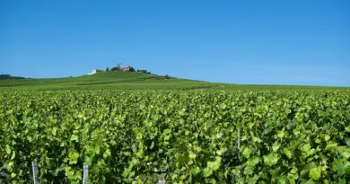 Grand Est, Strasbourg, Reims, vineyard, Alsace, Vosges, forest, cathedral, village