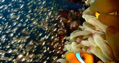 Nouvelle-Calédonie, Nouméa, lagoon, reef, beach, island, Kanak, nature, landscape, coral