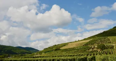 Grand Est, Strasbourg, Reims, vineyard, Alsace, Vosges, forest, cathedral, village