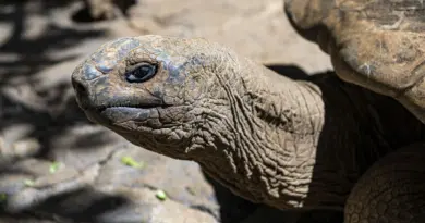 Saurez-vous deviner l'espérance de vie de cette tortue de Beauval qui pèse 200 kilos ? - ici