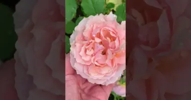 Paul Bocuse rose