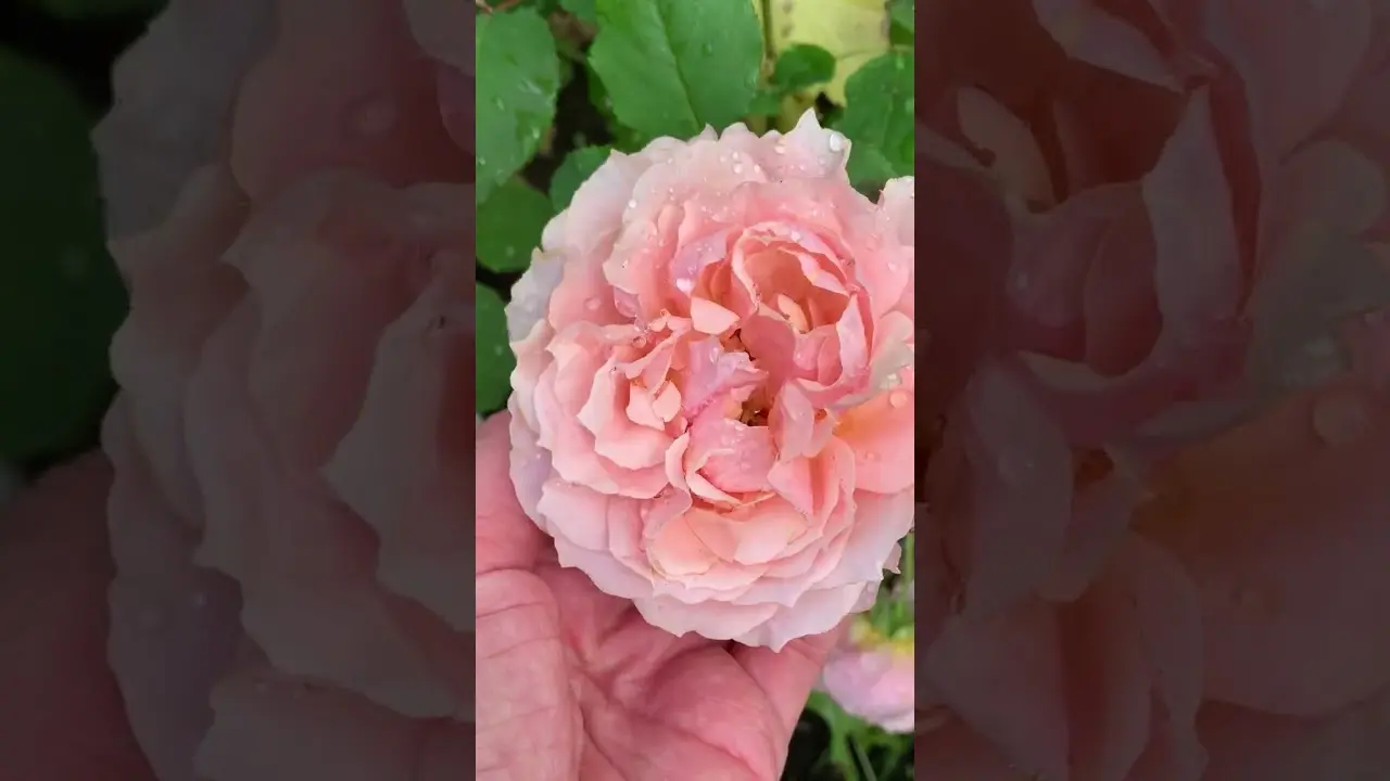 Paul Bocuse rose