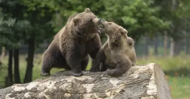 Gagnez votre pass famille pour le domaine des grottes de Han en Belgique
