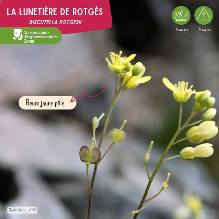 Photos from Conservatoire d'espaces naturels Corse's post