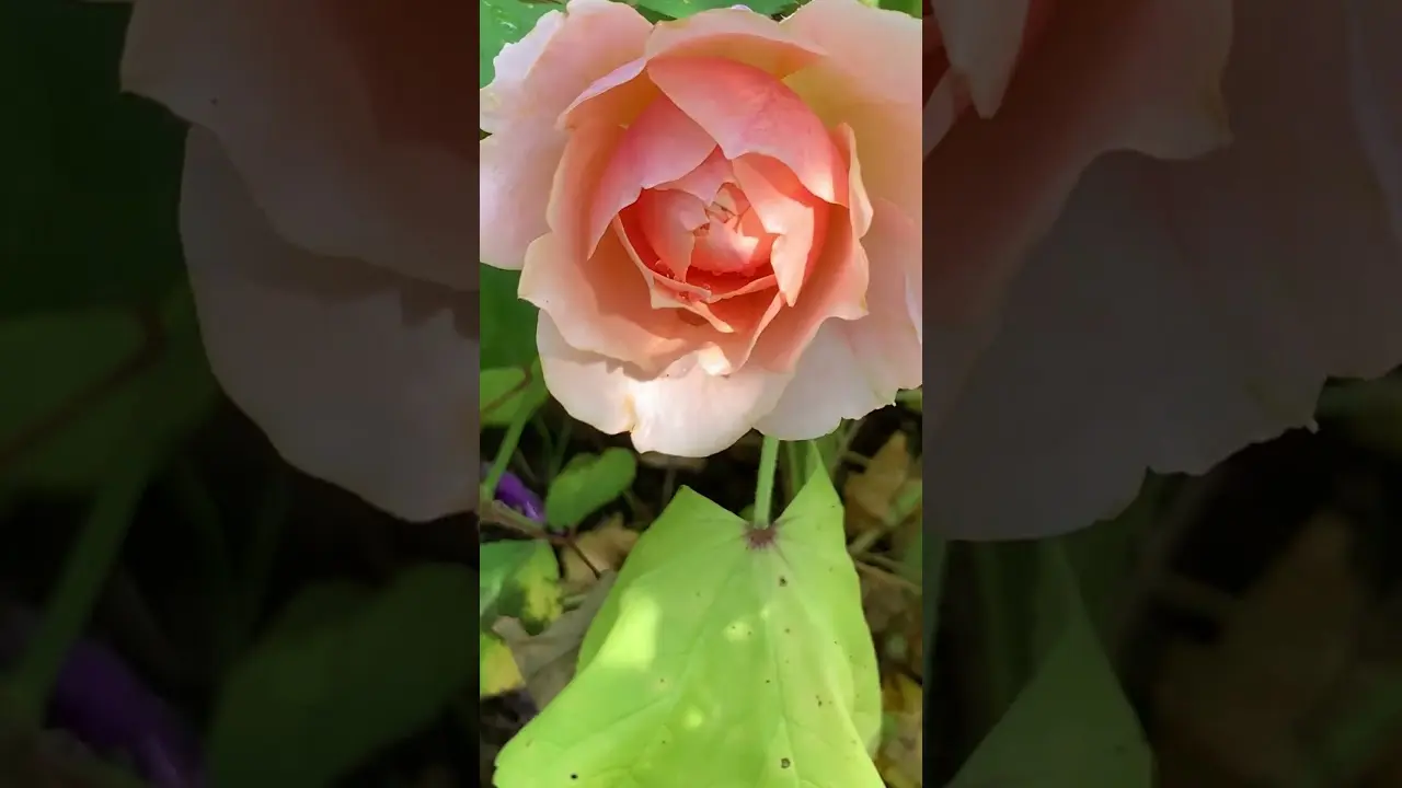 Paul Bocuse Rose
