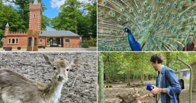 200 espèces, jeux et pédagogie : le Parc Merveilleux séduit toutes les générations - ici