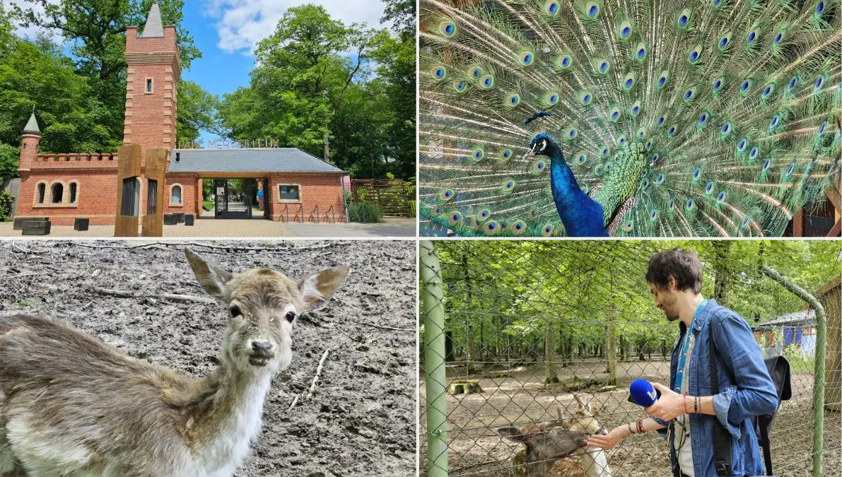 200 espèces, jeux et pédagogie : le Parc Merveilleux séduit toutes les générations - ici