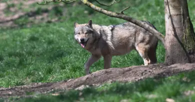 34 signalements en un an : en Flandre les attaques de loups sur des animaux sont de plus en plus nombreuses - RTBF Actus