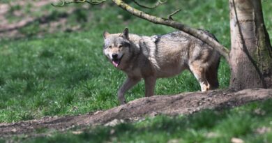 34 signalements en un an : en Flandre les attaques de loups sur des animaux sont de plus en plus nombreuses - RTBF Actus