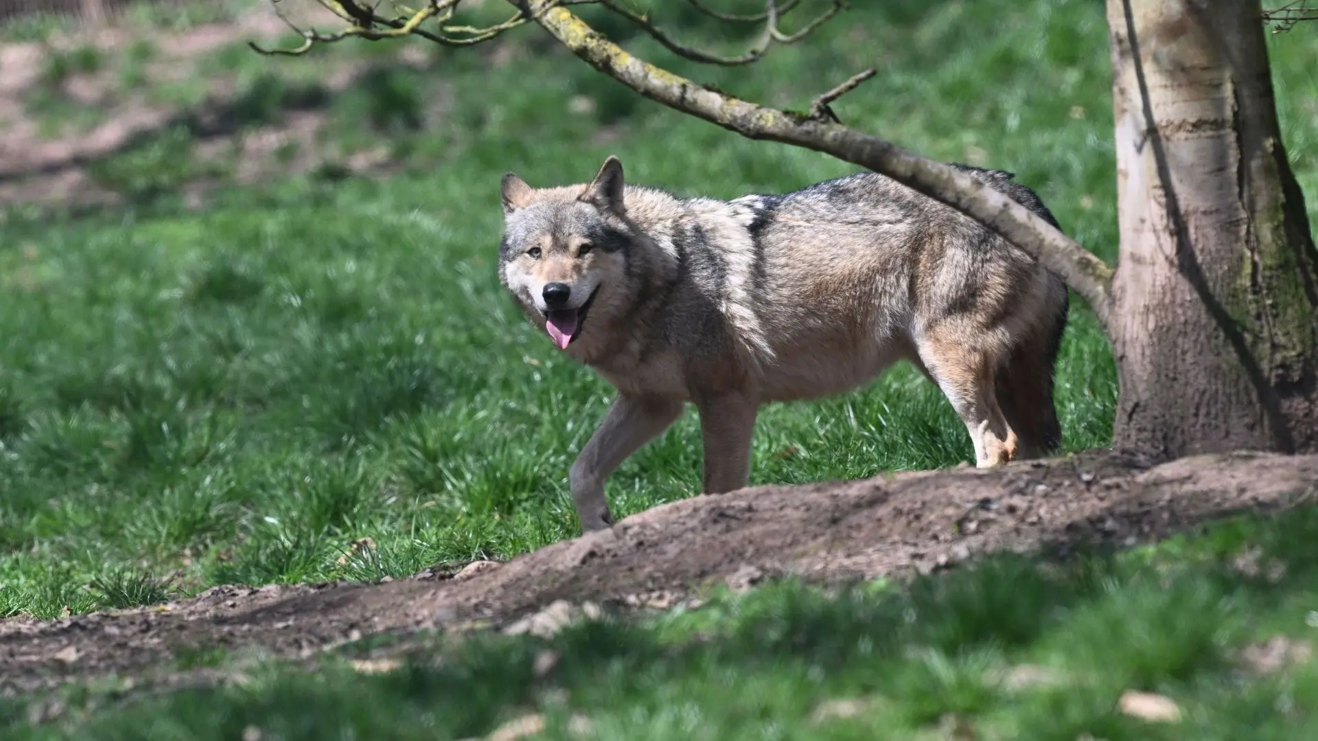 34 signalements en un an : en Flandre les attaques de loups sur des animaux sont de plus en plus nombreuses - RTBF Actus