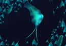 500-million-year-old “squid” were actually ferocious worms
