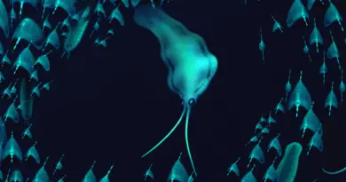 500-million-year-old “squid” were actually ferocious worms