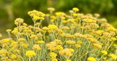 8 raisons de choisir un soin à l’immortelle de Corse chez son producteur - Intimu, huiles essentielles BIO et cosmétique naturelle corse